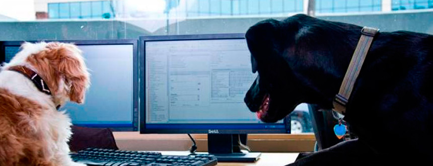 Más empresas se vuelven “pet friendly”